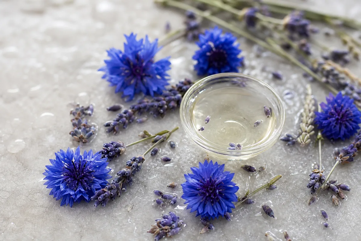 Fleurs de bleuet et de lavande séchées disposées sur un plan de travail en pierre claire